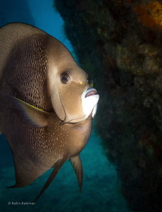 Angel under the Pier - curious angel following us under B... by Robin Bateman 